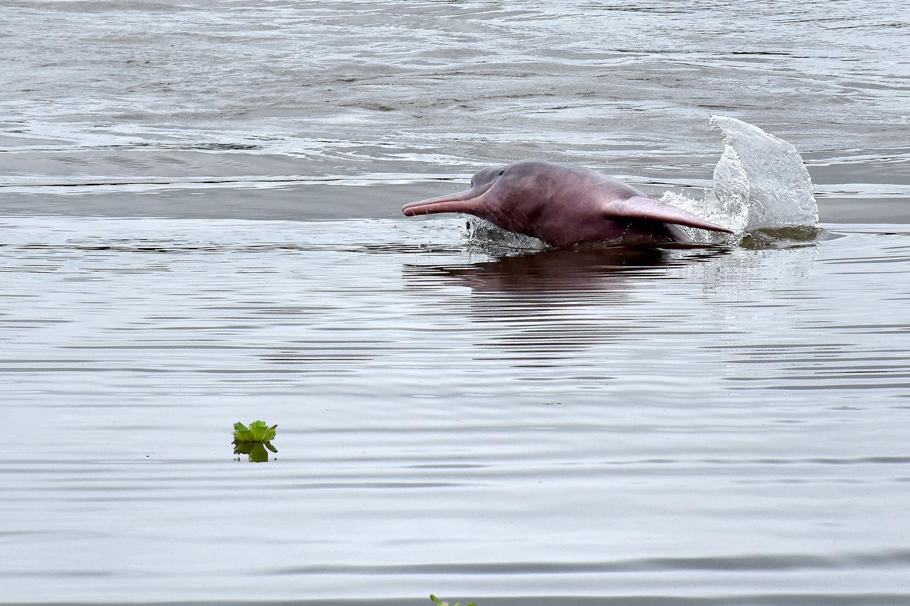 Yaku Amazon Lodge & Expeditions Paraíso Екстериор снимка
