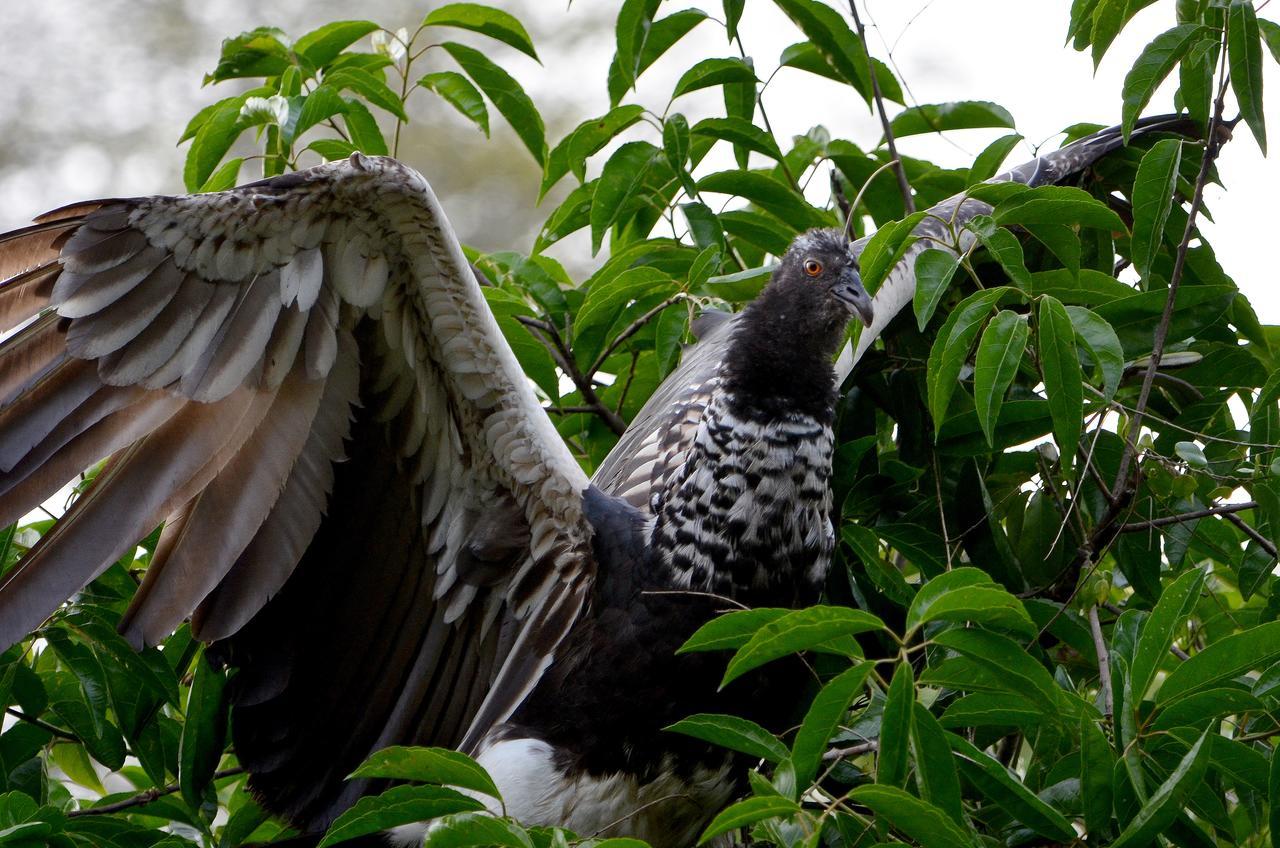 Yaku Amazon Lodge & Expeditions Paraíso Екстериор снимка