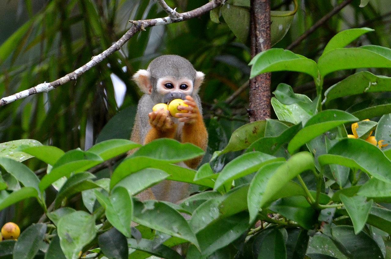Yaku Amazon Lodge & Expeditions Paraíso Екстериор снимка